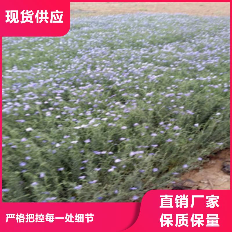 宿根花卉柳叶马鞭草/薰衣草品质做服务