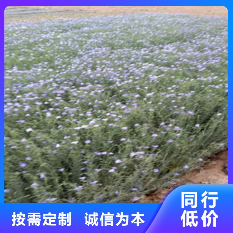 【宿根花卉柳葉馬鞭草/薰衣草免費安裝】