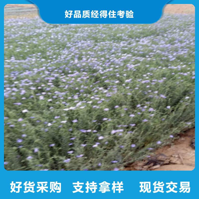 宿根花卉_時令花卉/綠化草花價格用心做產品