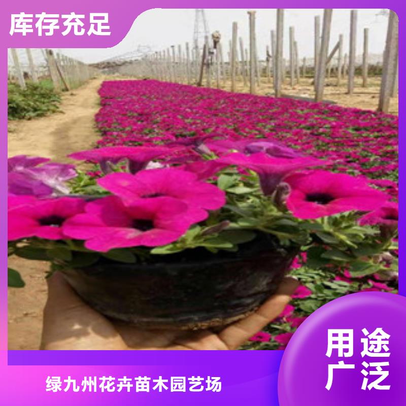 宿根花卉耐寒耐旱草花基地精选优质材料