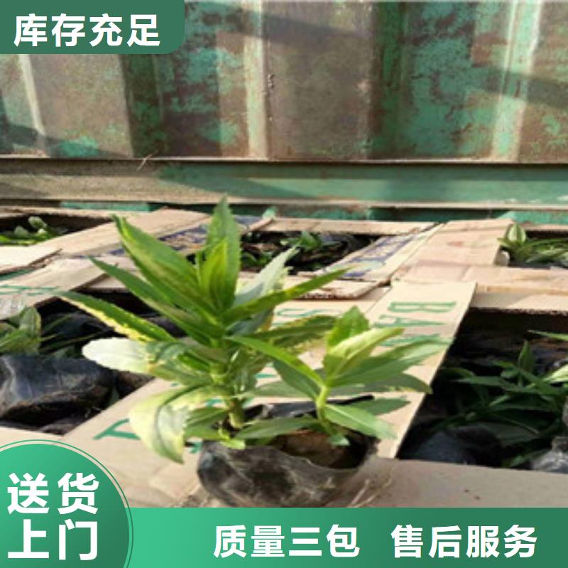 宿根花卉鲁冰花/粉黛乱子草随到随提