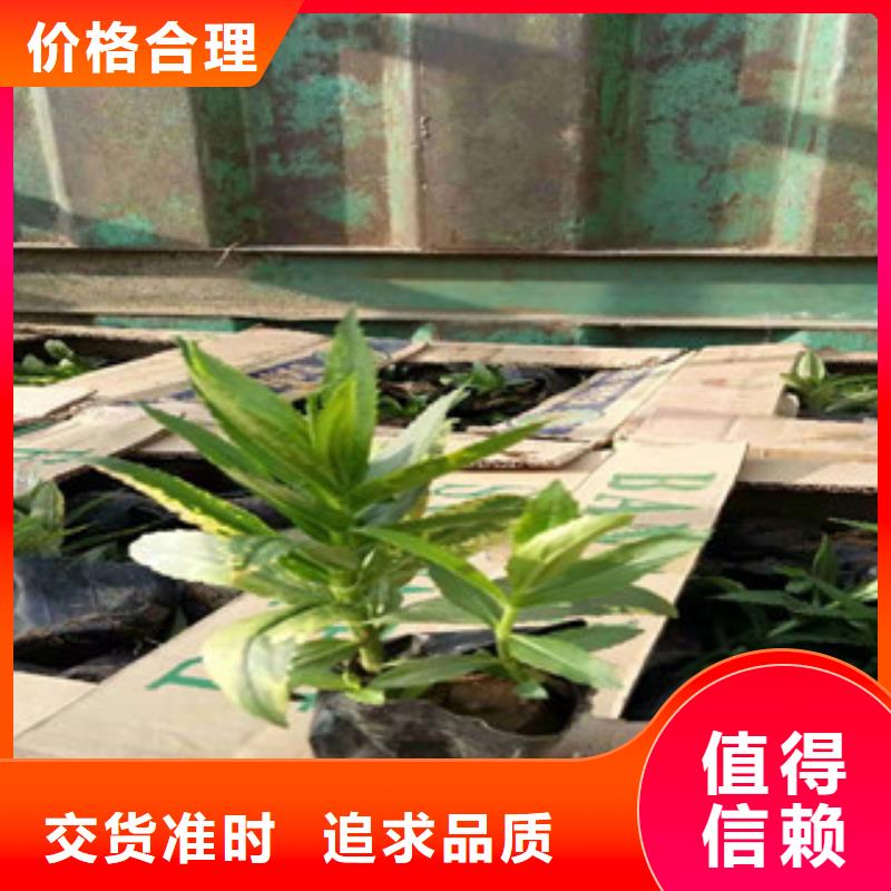 宿根花卉觀賞草/蒲葦狼尾草規(guī)格型號(hào)全