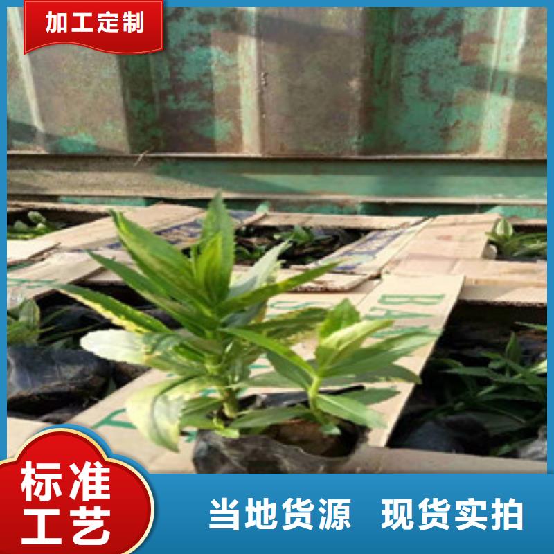 宿根花卉鲁冰花/粉黛乱子草服务周到