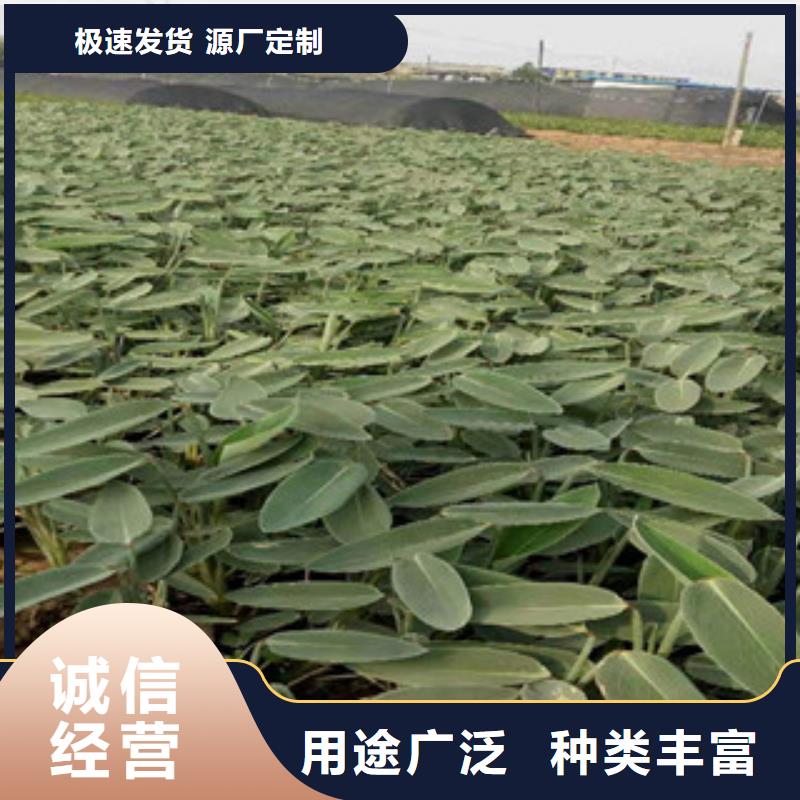 宿根花卉柳葉馬鞭草/薰衣草本地配送