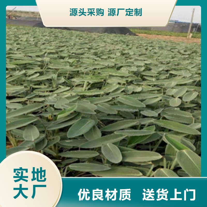 柳叶马鞭草/薰衣草 视频-柳叶马鞭草/薰衣草 |江西省新余市|分宜|渝水|萍乡|上饶|景德镇|九江