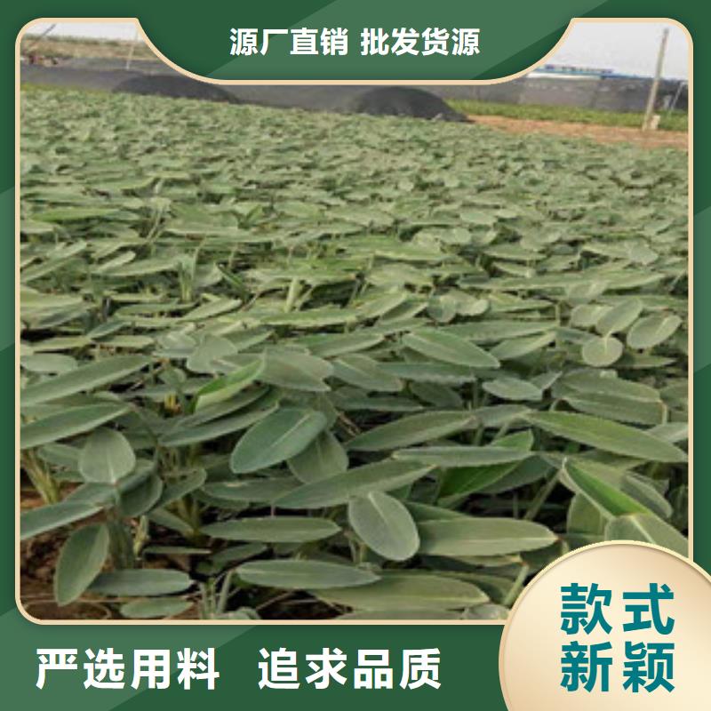 【宿根花卉耐寒耐旱草花基地優(yōu)質(zhì)工藝】