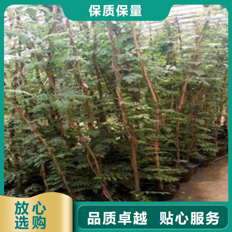 【宿根花卉,魯冰花/粉黛亂子草用心做好每一件產品】