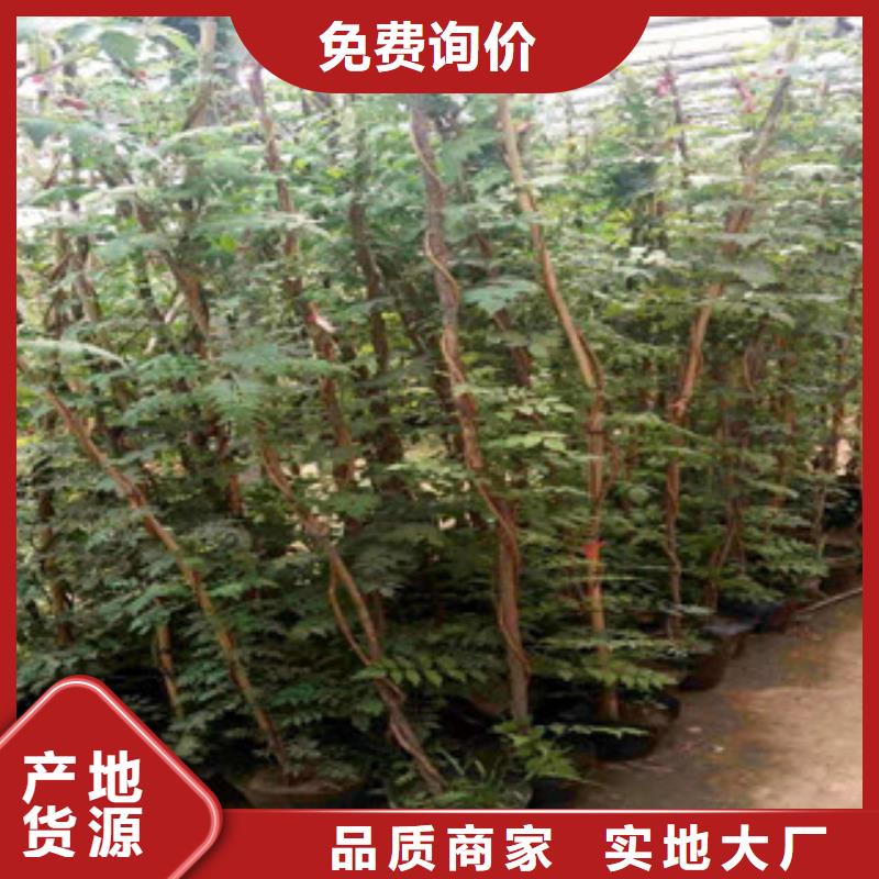 宿根花卉花海景觀工程買的放心