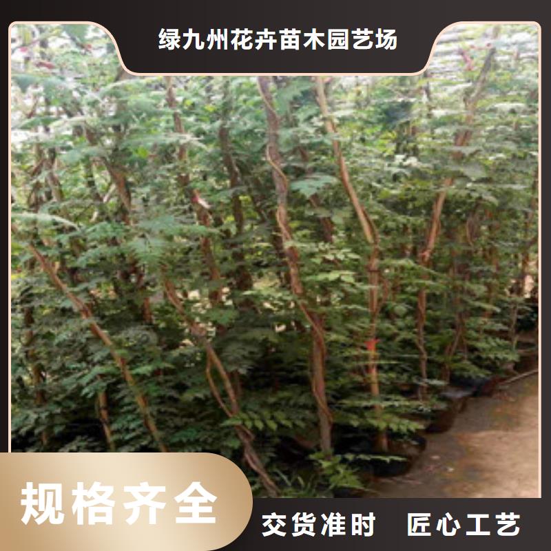 宿根花卉,五一國慶草花批發(fā)經(jīng)久耐用