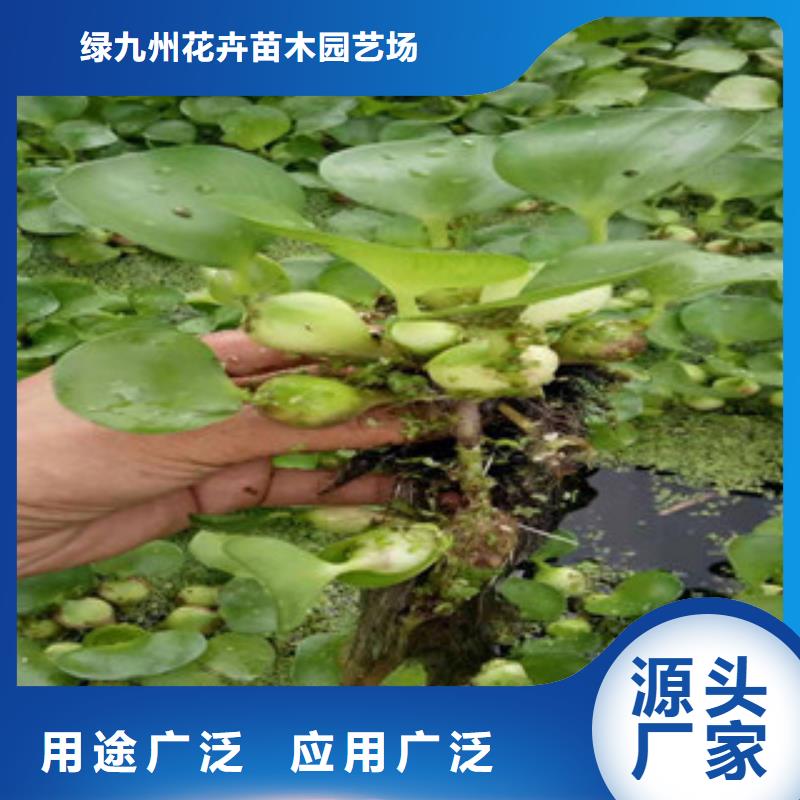 宿根花卉花海景觀工程買的放心