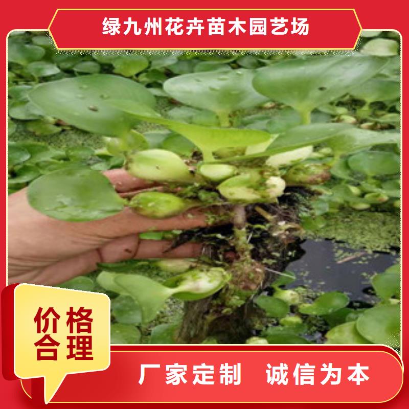 宿根花卉五一國慶草花批發(fā)的圖文介紹