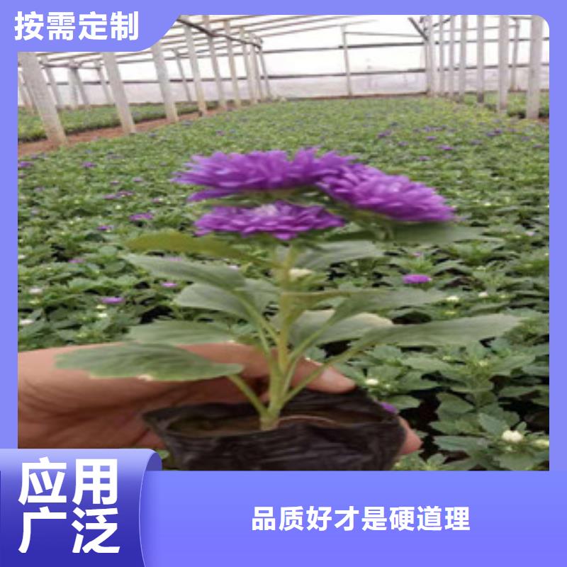 宿根花卉五一國慶草花批發的圖文介紹