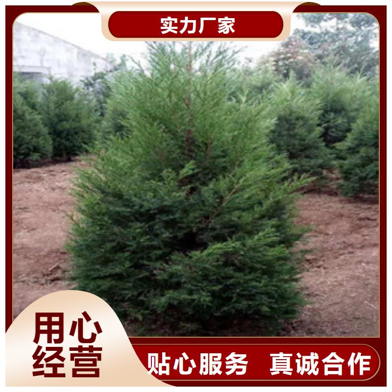 宿根花卉-耐寒耐旱草花基地現(xiàn)貨
