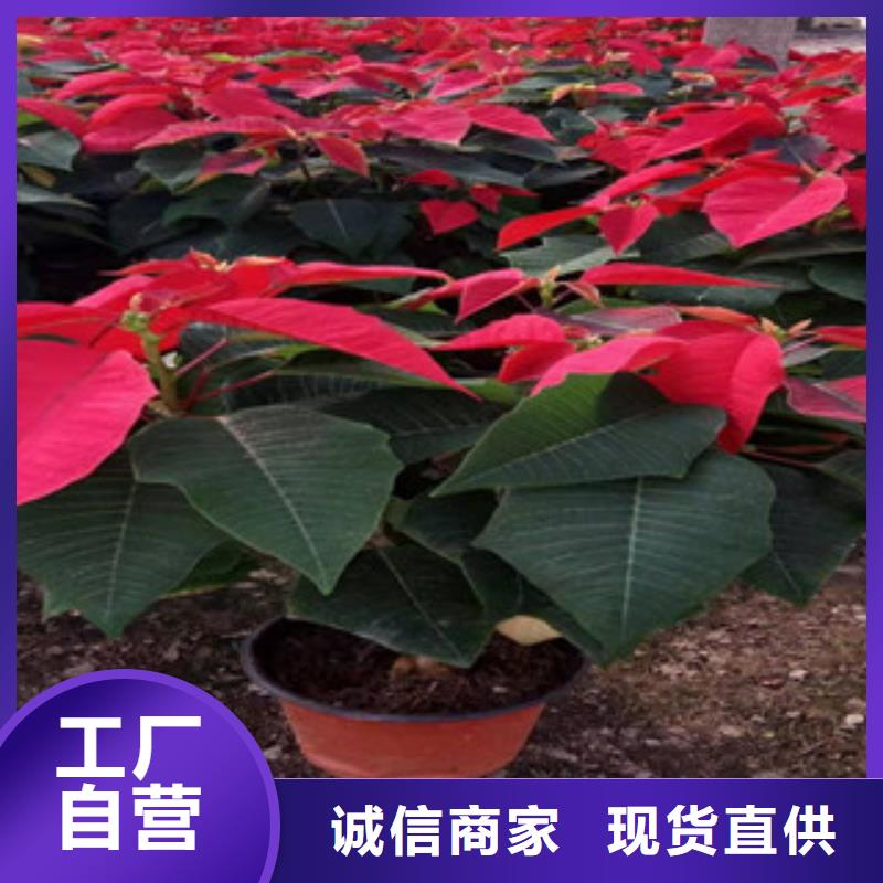 宿根花卉耐寒耐旱草花基地精选优质材料