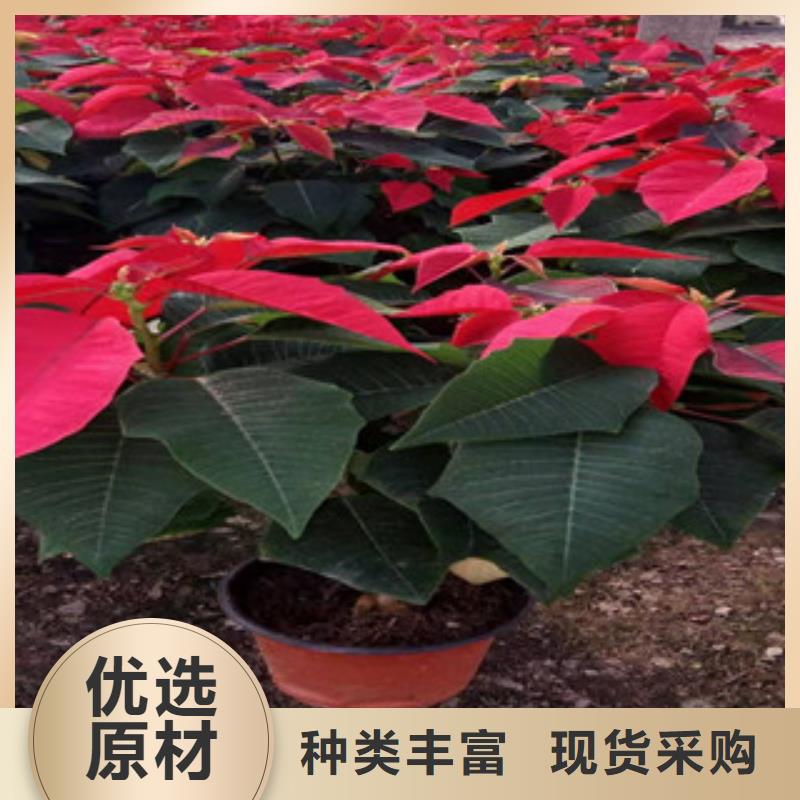 柳叶马鞭草/薰衣草 视频-柳叶马鞭草/薰衣草 |江西省新余市|分宜|渝水|萍乡|上饶|景德镇|九江