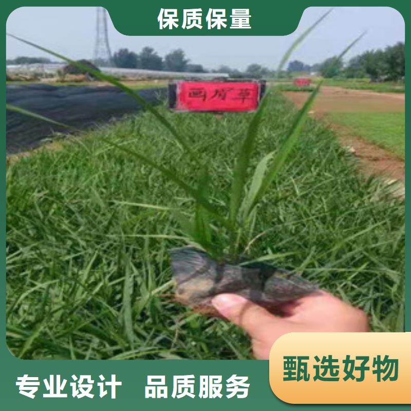 宿根花卉,耐寒耐旱草花基地廠家直銷規格多樣