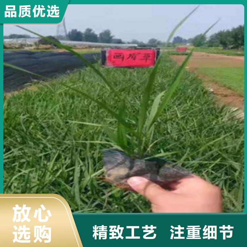 宿根花卉時令花卉/綠化草花價格自營品質有保障