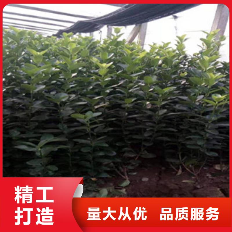 宿根花卉_時令花卉/綠化草花價格用心做產品