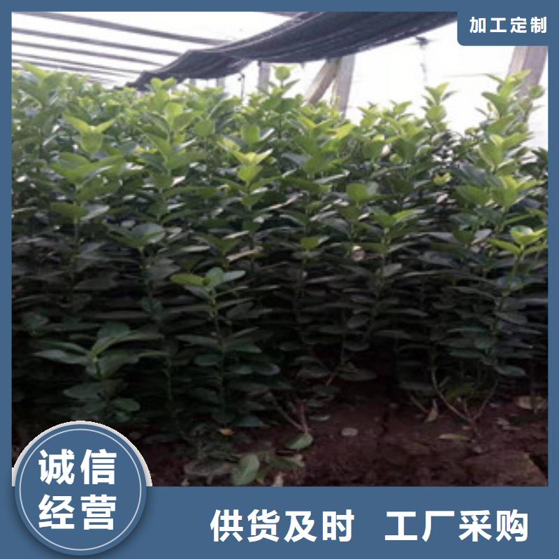 【宿根花卉,魯冰花/粉黛亂子草用心做好每一件產品】