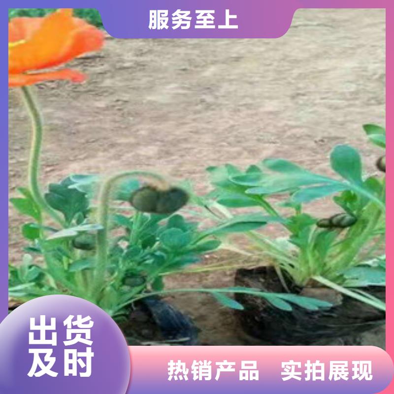 柳叶马鞭草/薰衣草 视频-柳叶马鞭草/薰衣草 |江西省新余市|分宜|渝水|萍乡|上饶|景德镇|九江