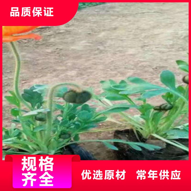 宿根花卉五一國慶草花批發(fā)的圖文介紹