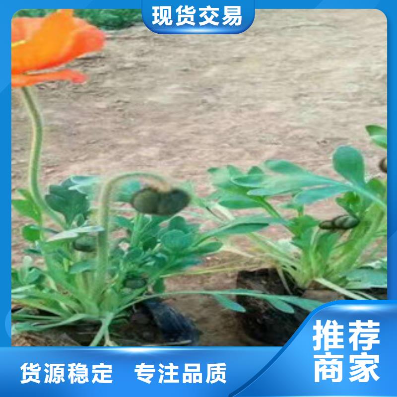 【宿根花卉】水生植物/荷花睡蓮廠家