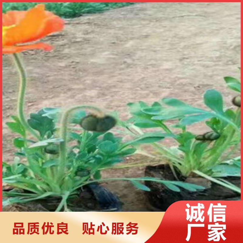 宿根花卉柳葉馬鞭草/薰衣草本地配送