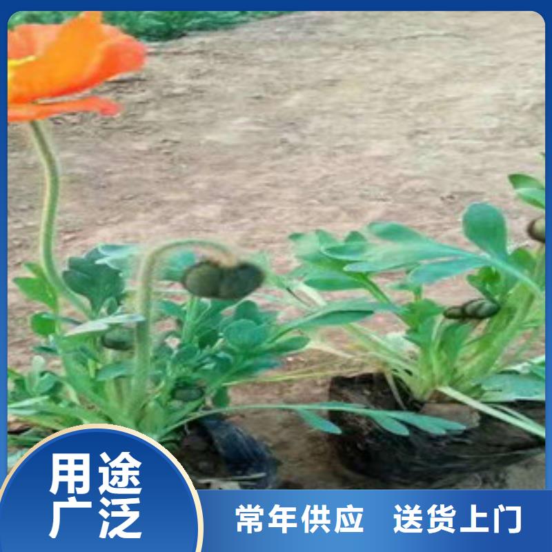 【宿根花卉,魯冰花/粉黛亂子草用心做好每一件產品】