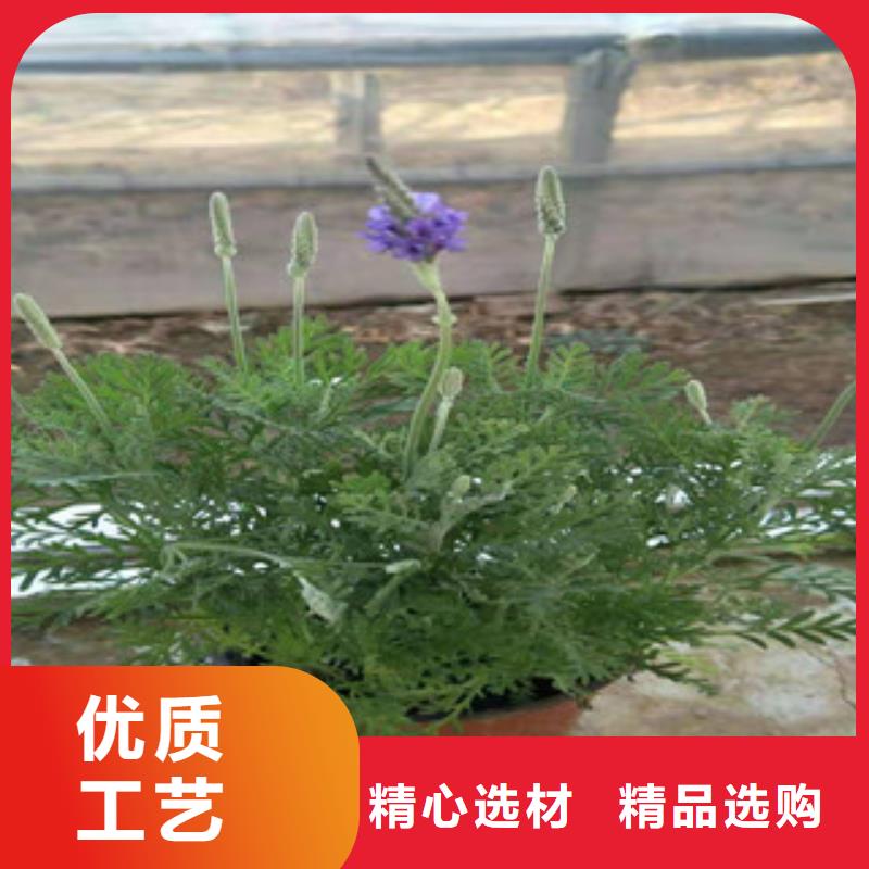 【宿根花卉】花海景觀工程好產(chǎn)品不怕比