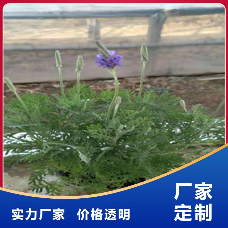 【宿根花卉時令花卉/綠化草花價格專業品質】