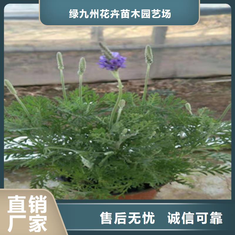 宿根花卉柳叶马鞭草/薰衣草品质做服务