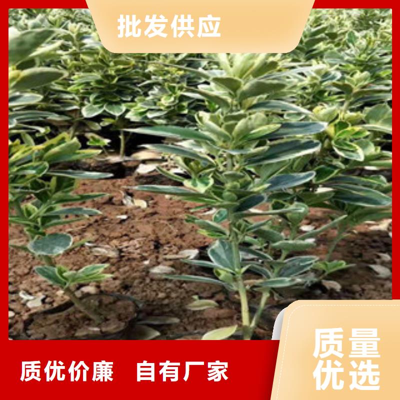 宿根花卉時(shí)令花卉/綠化草花價(jià)格我們更專業(yè)