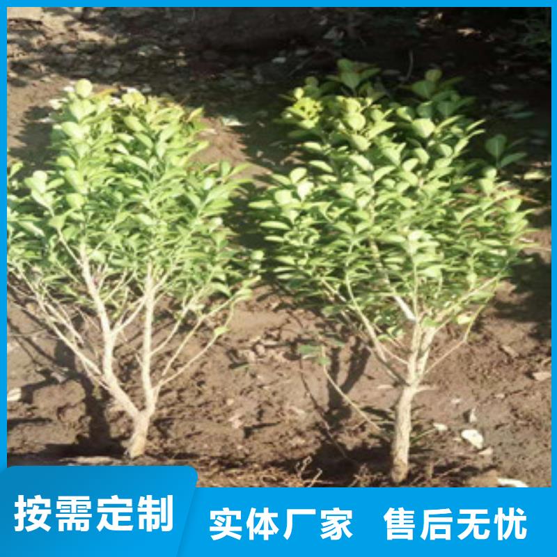 柳叶马鞭草/薰衣草 视频-柳叶马鞭草/薰衣草 |江西省新余市|分宜|渝水|萍乡|上饶|景德镇|九江