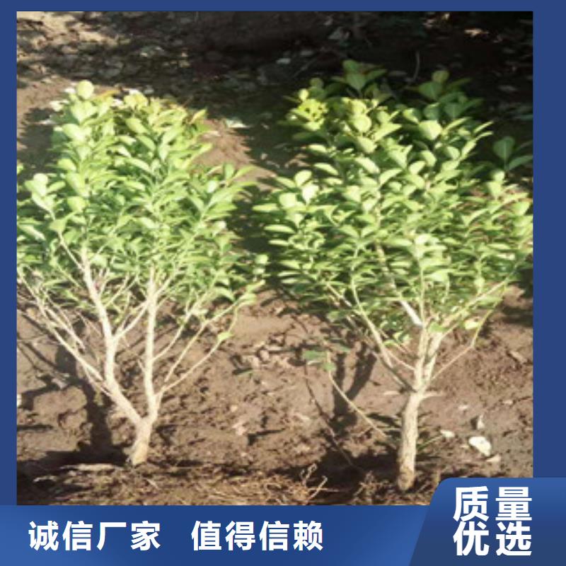 宿根花卉-宿根花卉基地對(duì)質(zhì)量負(fù)責(zé)