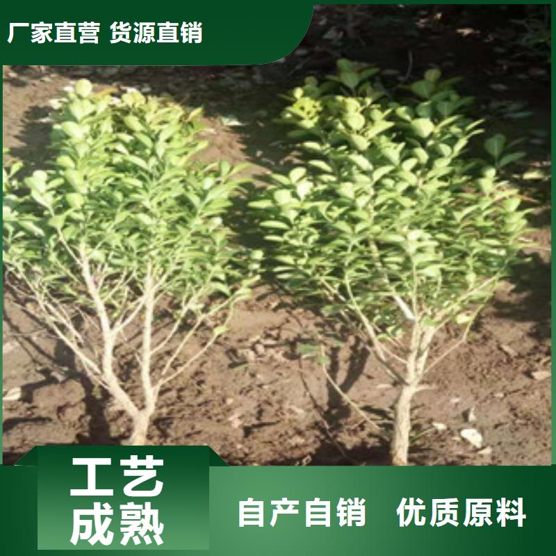 宿根花卉花海景觀工程貨源足質量好