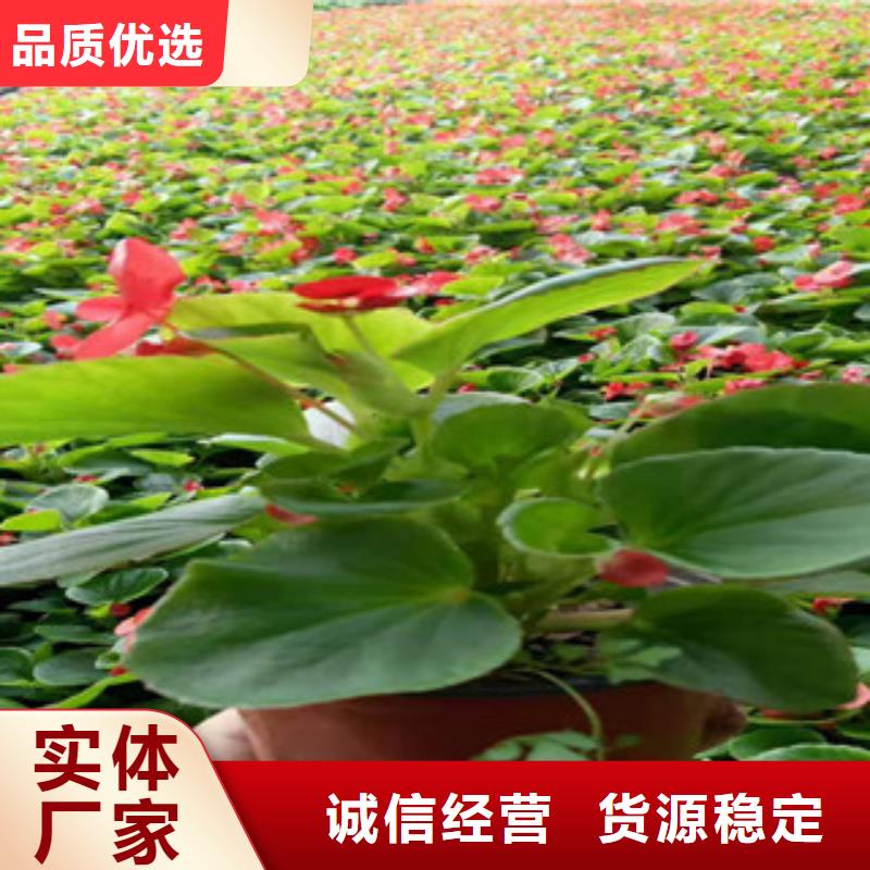 柳叶马鞭草/薰衣草 视频-柳叶马鞭草/薰衣草 |江西省新余市|分宜|渝水|萍乡|上饶|景德镇|九江