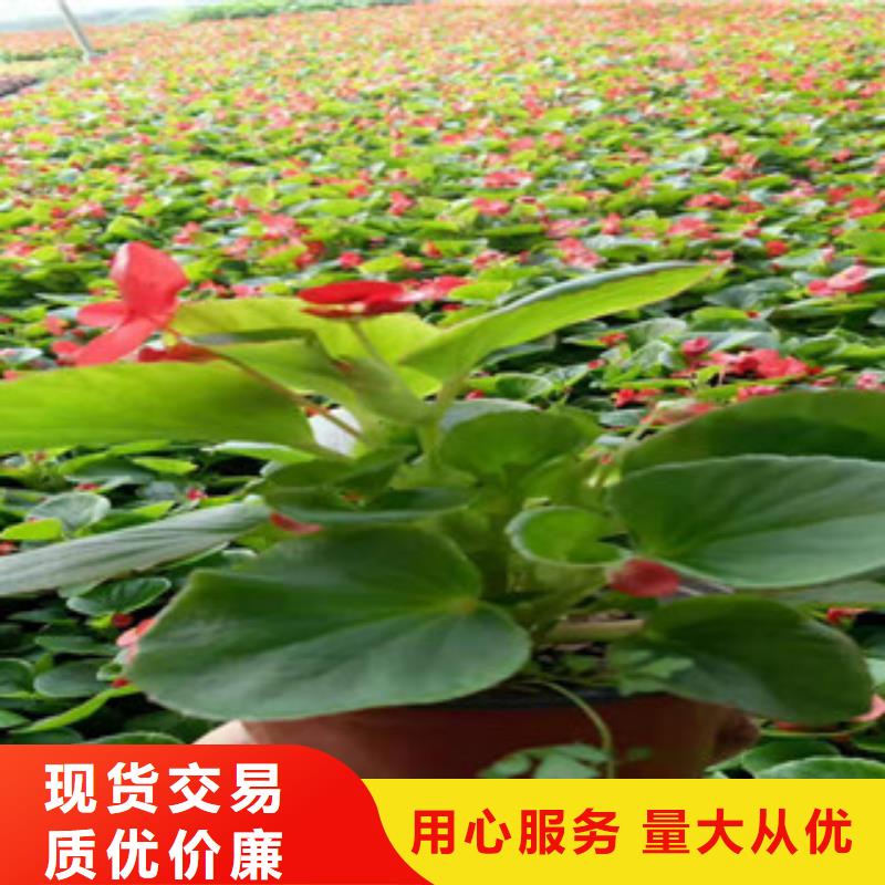 宿根花卉_時令花卉/綠化草花價格用心做產品