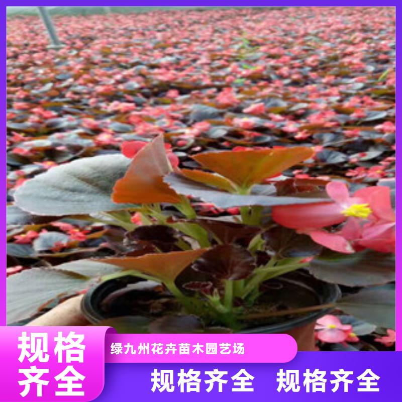 柳叶马鞭草/薰衣草 视频-柳叶马鞭草/薰衣草 |靖江市|姜堰|海陵|泰兴|兴化
