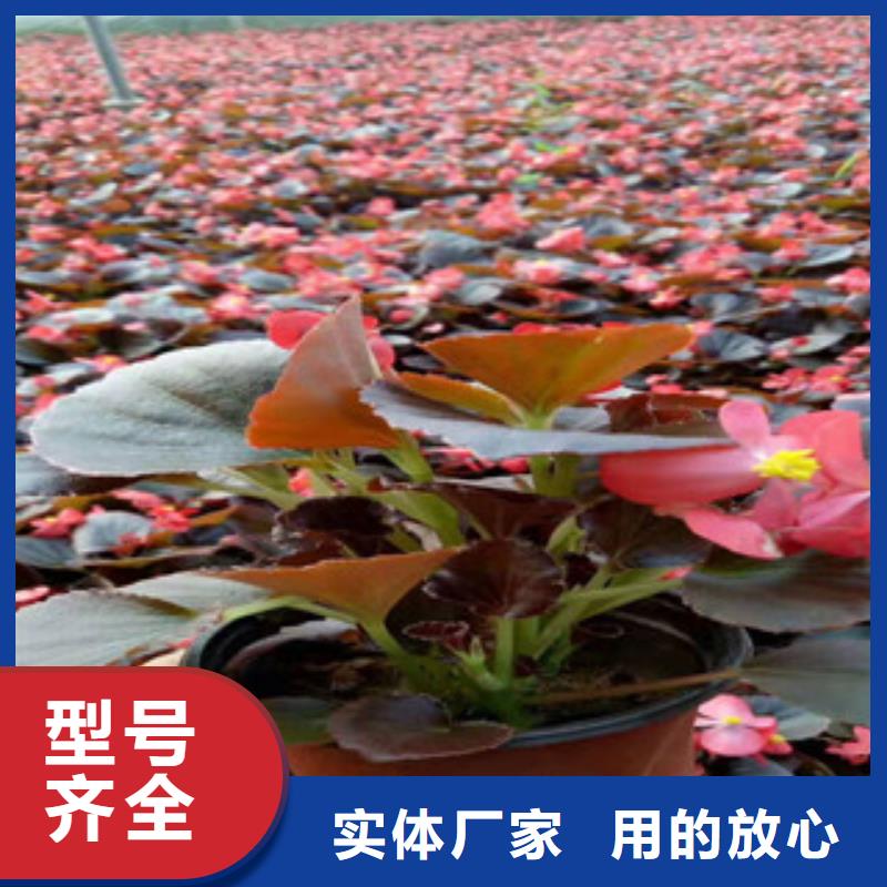 宿根花卉耐寒耐旱草花基地精选优质材料