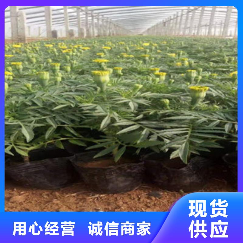 宿根花卉【花海景观工程】买的是放心