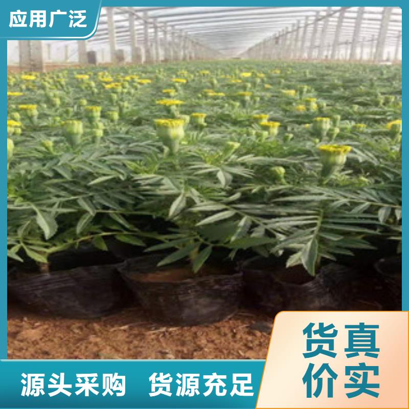 宿根花卉-宿根花卉基地對(duì)質(zhì)量負(fù)責(zé)