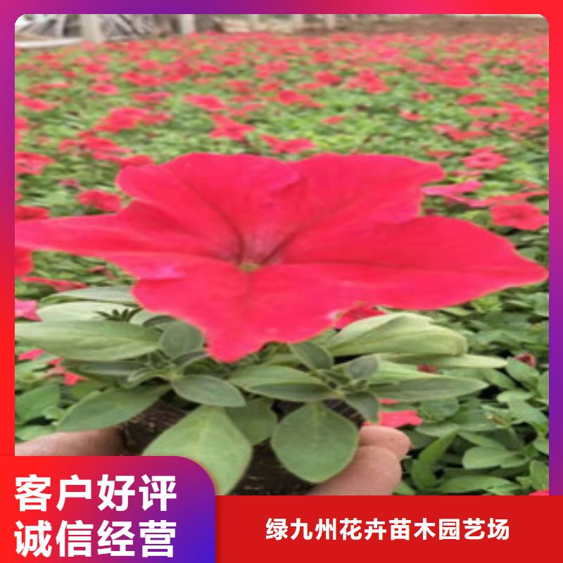 宿根花卉時令花卉/綠化草花價格自營品質有保障