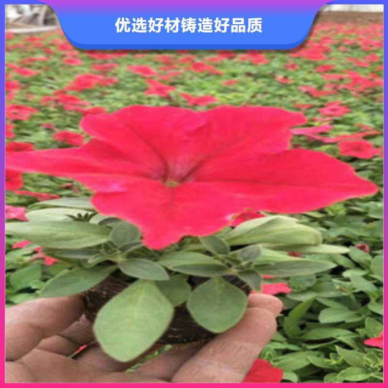 【宿根花卉】魯冰花/粉黛亂子草敢與同行比價格