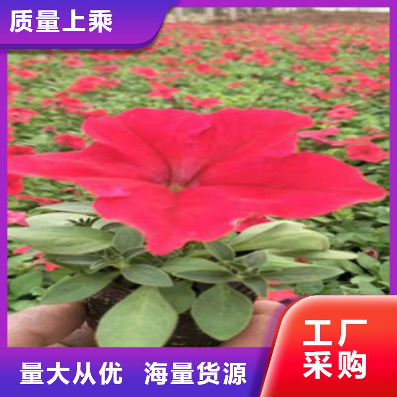 宿根花卉水生植物/荷花睡蓮老客戶鐘愛