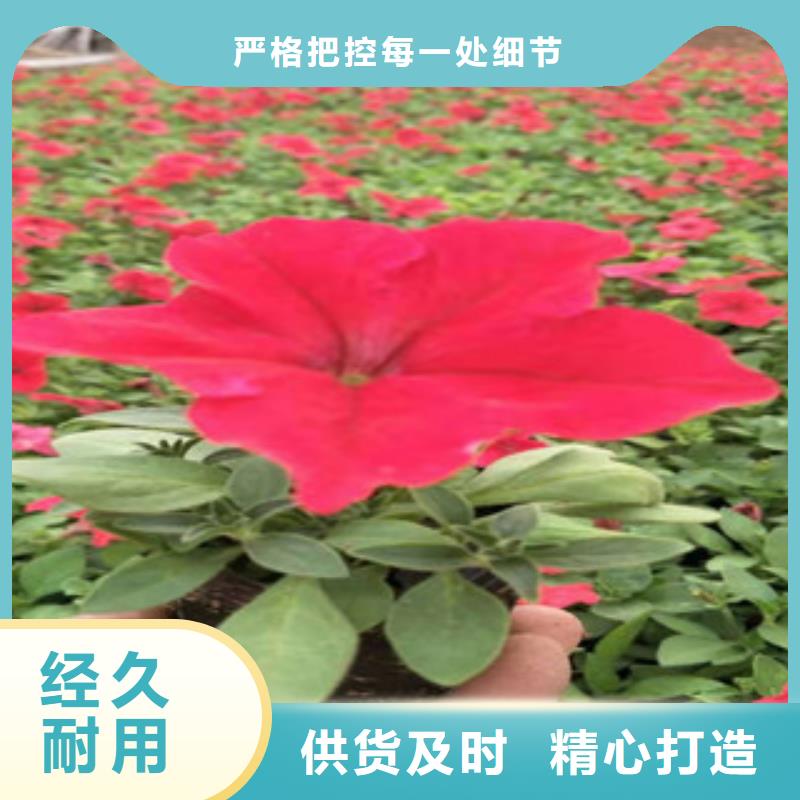 【宿根花卉】花海景觀工程好產(chǎn)品不怕比