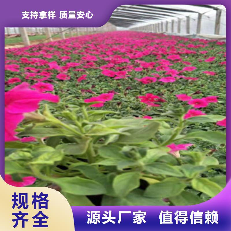宿根花卉觀賞草/蒲葦狼尾草規(guī)格型號(hào)全