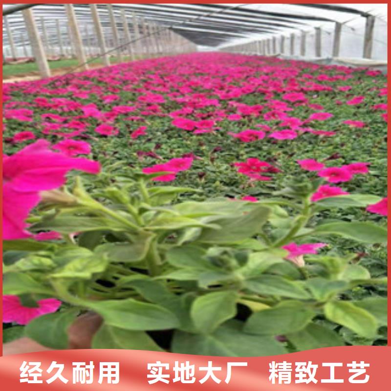 宿根花卉-宿根花卉基地对质量负责