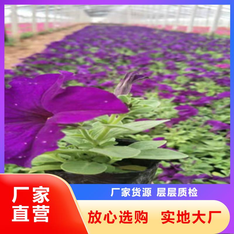 宿根花卉【花海景观工程】买的是放心