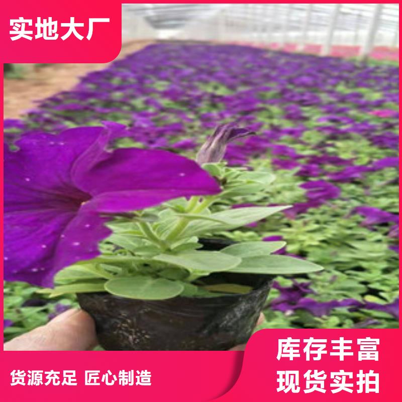 宿根花卉柳葉馬鞭草/薰衣草價格實惠