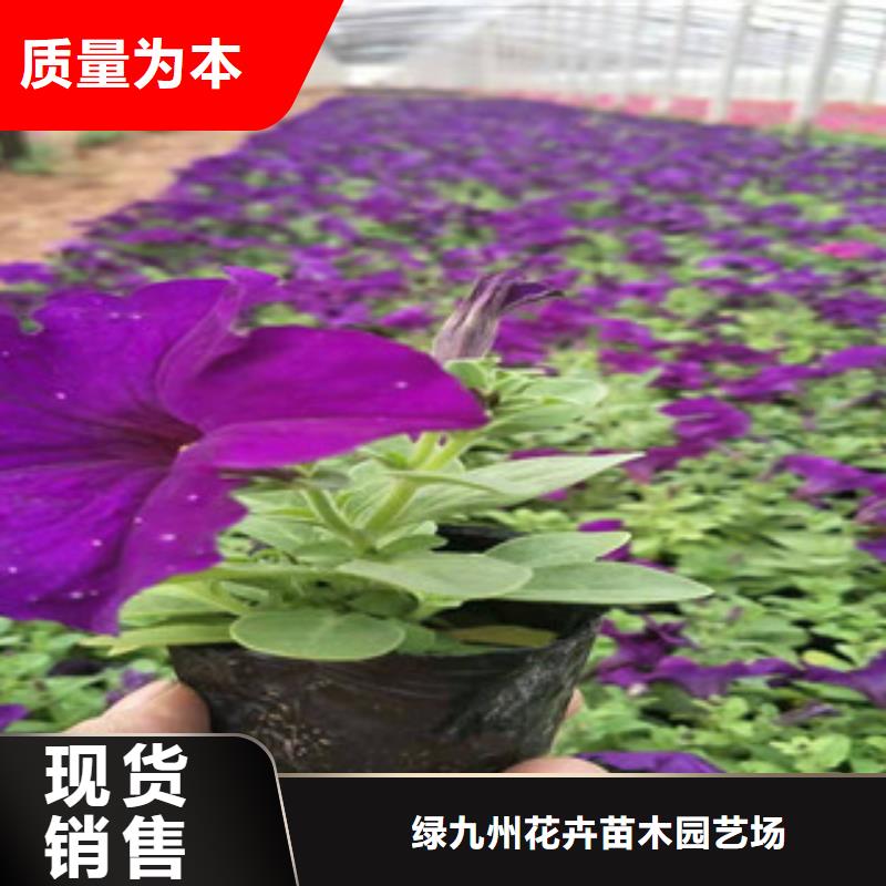宿根花卉五一國慶草花批發品質服務誠信為本